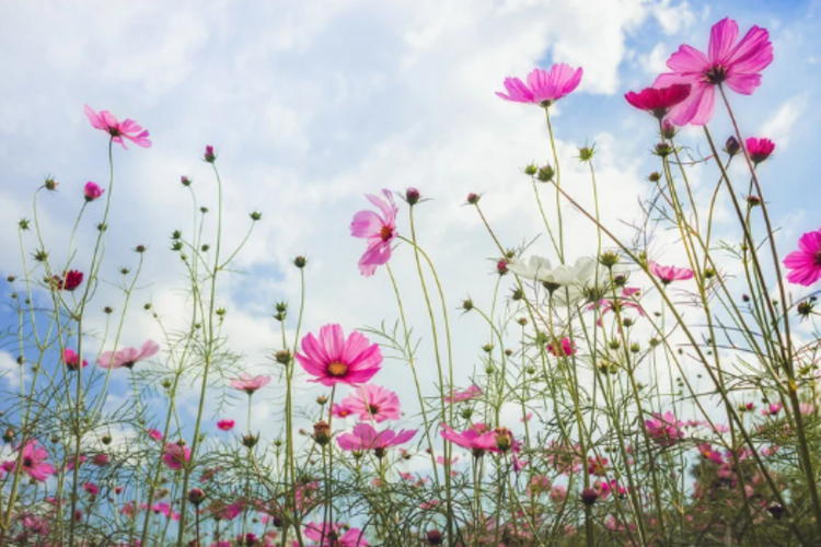 Das Bild zeigt wilde Blumen.