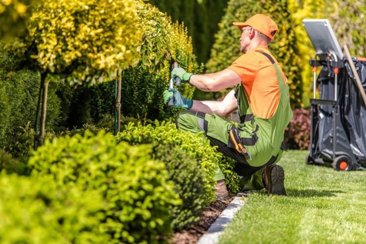 Auf diesem Bild schneidet eine Person einen Busch.