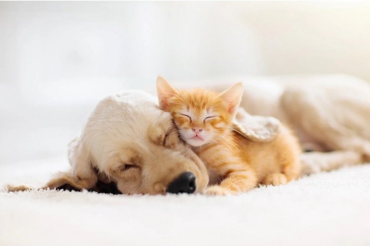 Auf diesem Bild sind eine Hundewelpe und ein Katzenkitten zu sehen, die aneinander gekuschelt schlafen.