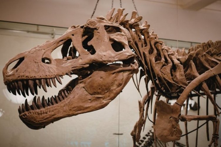 Auf diesem Bild ist das Skelett eines Dinosauriers zu sehen. 